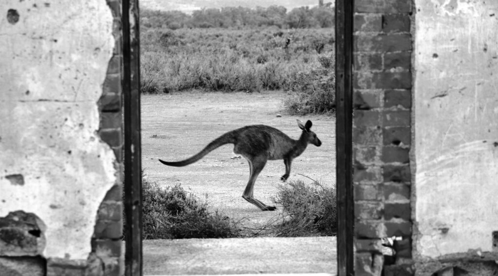 カンガルー